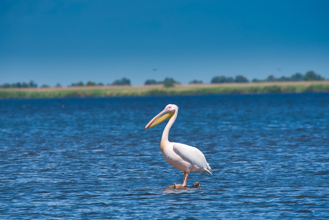 Photo fishing sport in Danube Delta