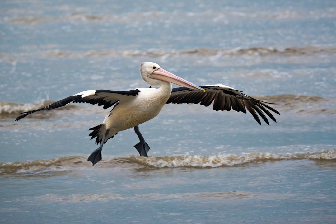 Photo pelicans