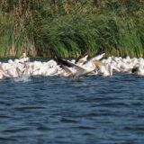 Canal liniștit în Delta Dunării, cu nuferi albi pe apă și stufăriș des pe ambele maluri