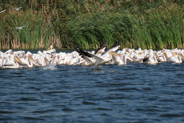 Canal liniștit în Delta Dunării, cu nuferi albi pe apă și stufăriș des pe ambele maluri