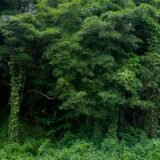 Stejari bătrâni cu liane agățate de trunchiuri, la marginea unei dune de nisip din Deltă