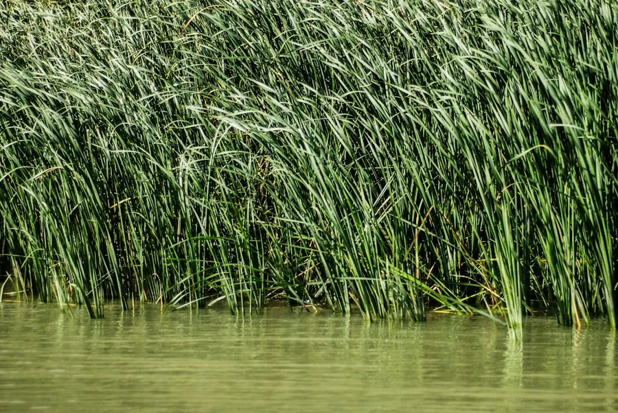 Photo Danube Delta birds research analysis