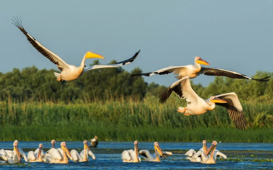 Photo Danube Delta biodiversity map