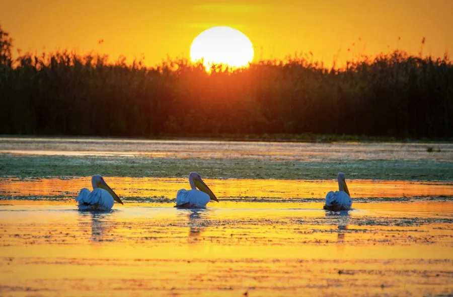 Danube Delta fishing tips