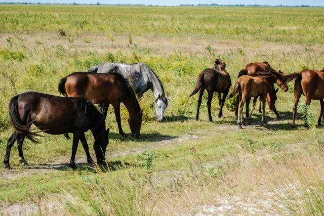 Photo Danube Delta biodiversity guide