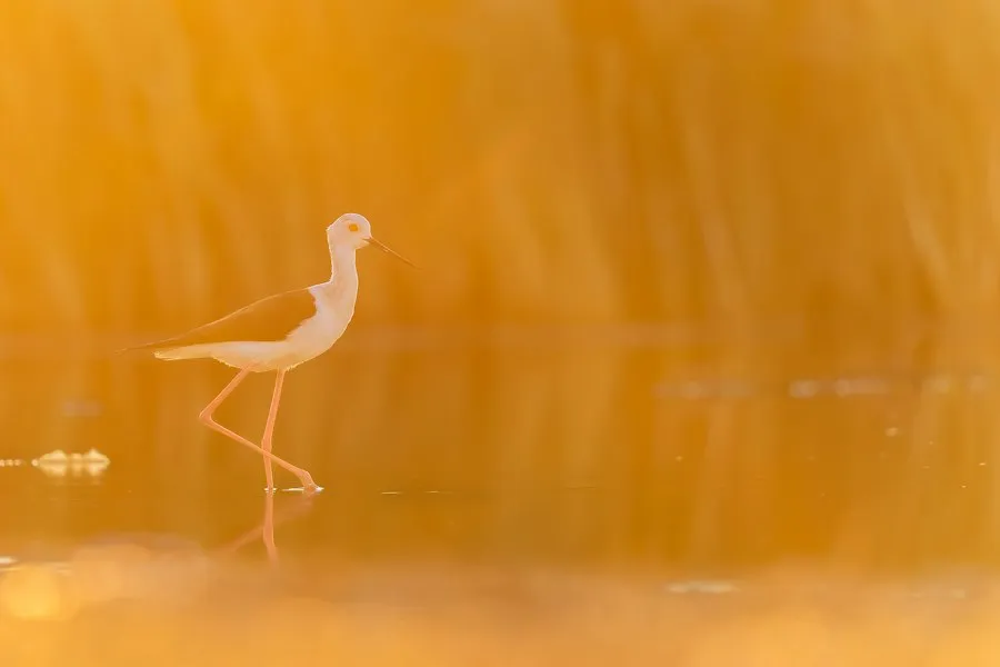 Photo Danube Delta birds mistakes