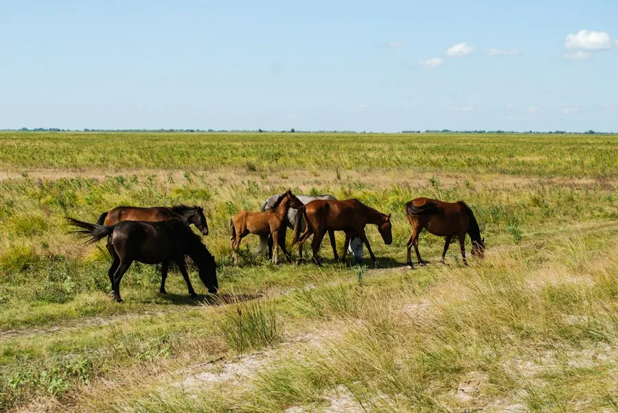 Danube Delta villages common mistakes