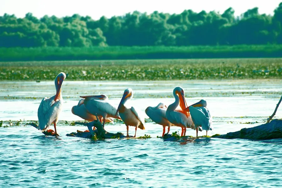 Danube Delta birds guide